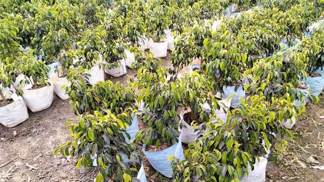 Black Ficus plants. смотреть онлайн