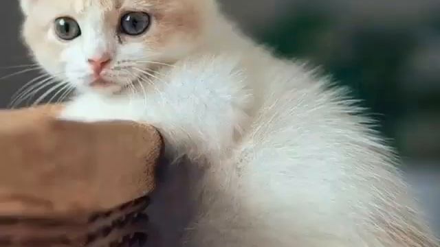 Самые Милые Кисы? смотреть онлайн