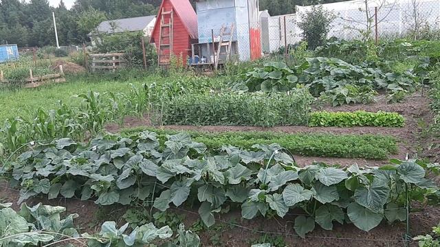 Что растёт у меня на огороде. засуха очень сильный нанесла вред. смотреть онлайн