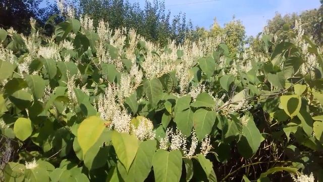 Рейнутрія, горець сахалінський, або гречка далекосхідна. Пізній медонос, злісний бур'ян. смотреть онлайн