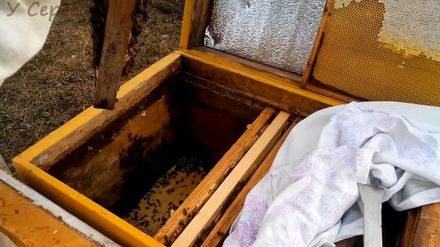 Отводок после зимы, осмотр чистка, улик лежак, весна 03.03.2017г смотреть онлайн