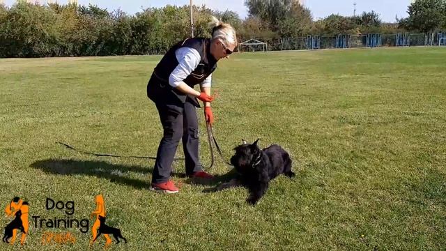 Ризеншнауцер Bravely Bond Chica, 6 месяцев. Тренировки по послушанию и защите смотреть онлайн