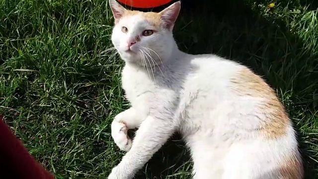 Дача смотреть онлайн
