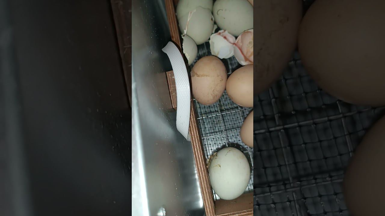 ВЫЛУП ЦЫПЛЯТ ИНКУБАТОР #animals #гектар #яйца #инкубация #яйцо #куры #дача #брудер #какинкубировать