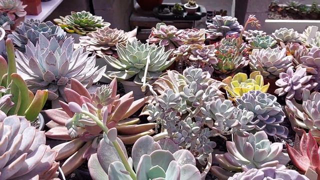 O que São Suculentas Híbridas? Suculentas Nativas e quem as fez? смотреть онлайн