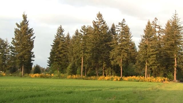 Scotch Broom. Ракитник (503sp) смотреть онлайн