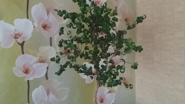 Комнатные цветы💐 смотреть онлайн