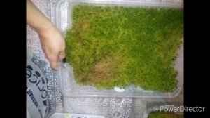 Как вырастить мох дома и сохранить его зимой , и обращение к блогерам