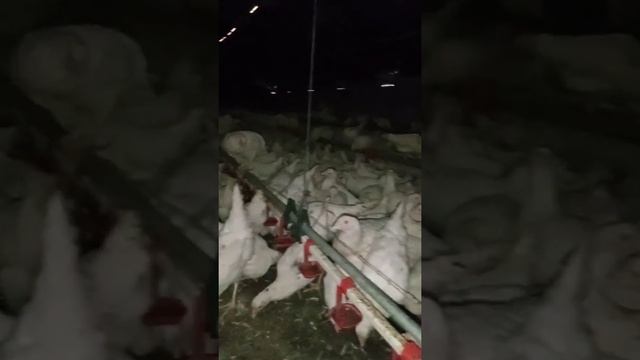 Несушки Молодки белые Кораллы смотреть онлайн