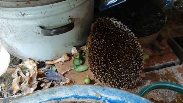 Опасный хищник на даче смотреть онлайн