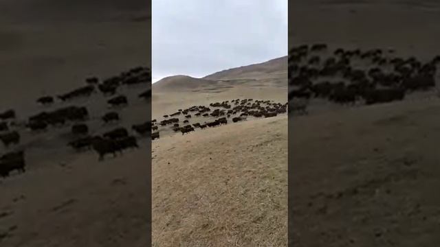 Оптовые продажа баранины. МРС живым весом и мясом. смотреть онлайн