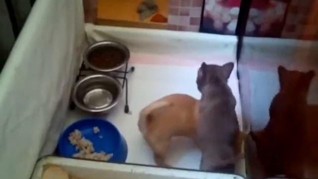 Чихуахуа шоконосики из KAPELKA GRJOZ смотреть онлайн