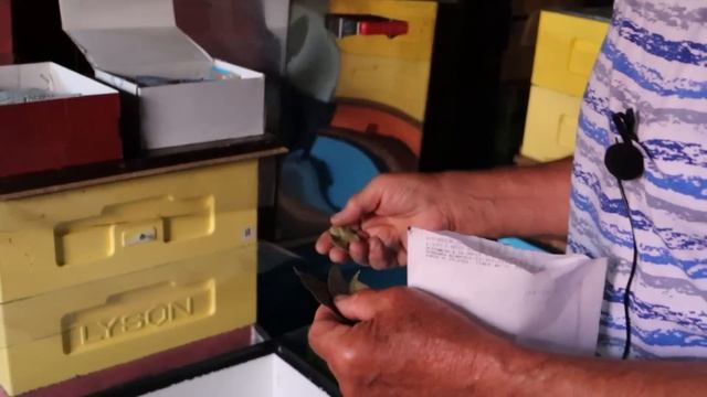 Нет восковой моли. смотреть онлайн