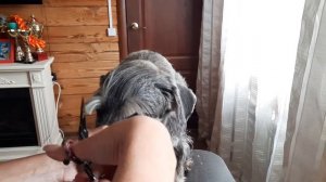 Стрижка_шнауцера