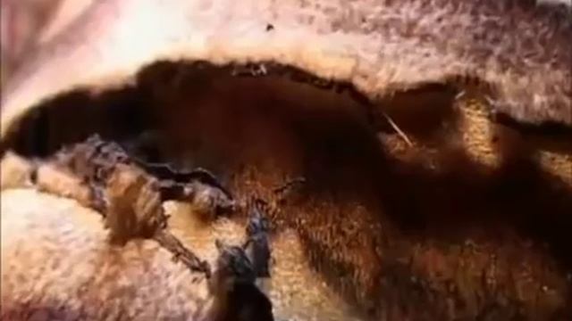 Пришельцы прожгли лучем диван и ковер на стене смотреть онлайн
