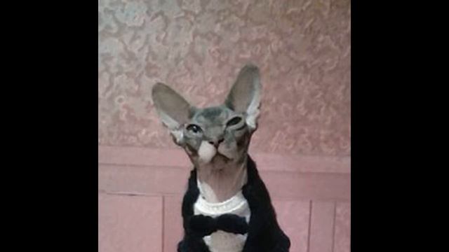 Вязаная одежда для животных смотреть онлайн