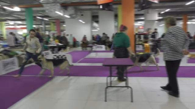 Суки открытого