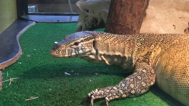Нильский варан смотреть онлайн