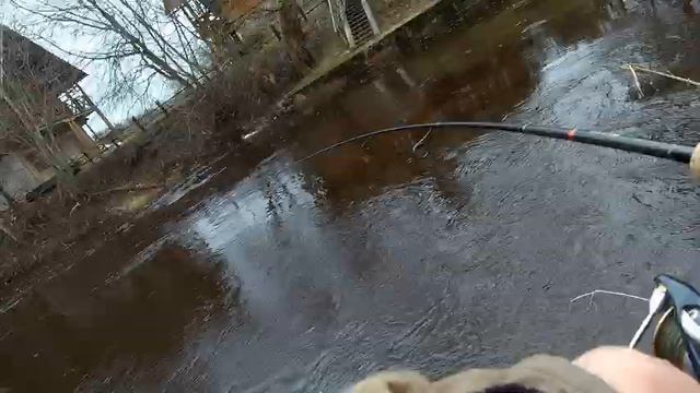 Курземе, лосось. смотреть онлайн