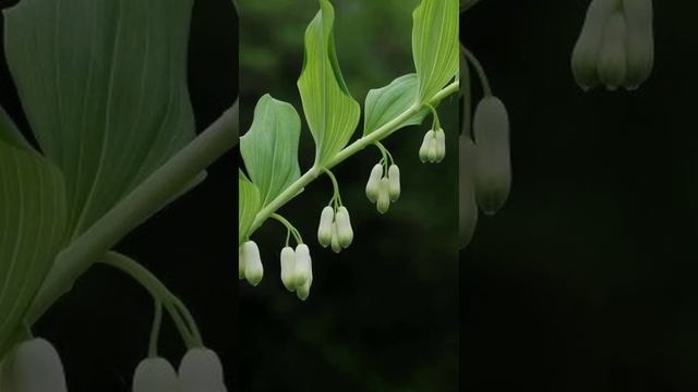 Осторожно! Купина душистая, ядовитые ягоды #shorts смотреть онлайн