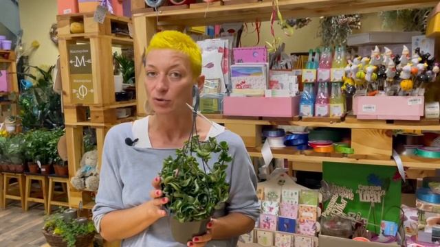 Хойя Компакта - ампельное изящество | Восковой плющ