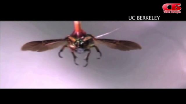 Жуки киборги смотреть онлайн