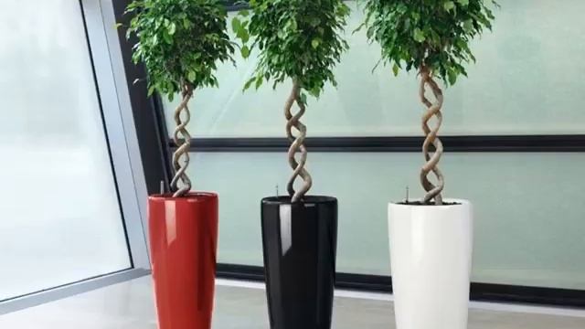 Плетение фикуса Бенджамина в домашних условиях