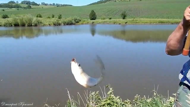РЫБАЛКА и хороший клёв САЗАНА и КАРАСЯ на диком пруду. Кубань в предгорье Северного Кавказа КЛАСС смотреть онлайн