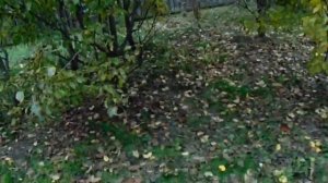 Груша Космическая из Высшей лиги груш Железова.mp4