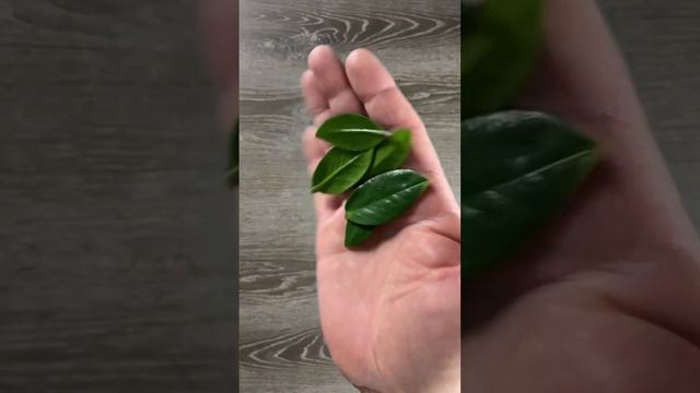 How to Leaf Propagate ZZ in Soil. #zzplant #zzplants #stempropagation #zamioculcas смотреть онлайн