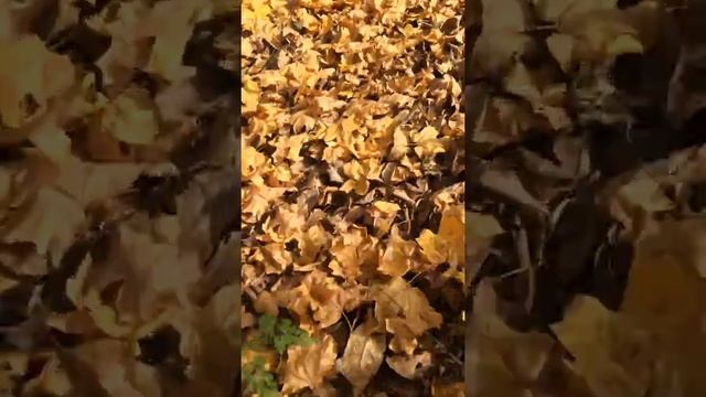 Тополиная рядовка смотреть онлайн