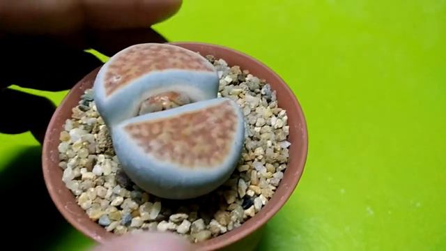 Sold out ไลทอป Lithops karasmontana var. lateritia 400 + EMS 60 บาท смотреть онлайн