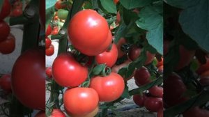 Сорт томат Розовая Катя f1 / описание томата РОЗОВАЯ КАТЯ