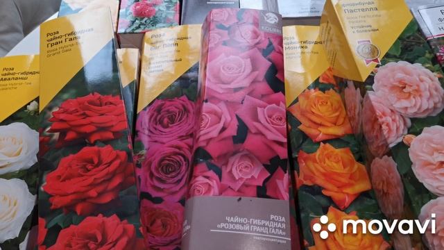 Розы из коробок/как выбрать розу с открытой корневой/как сохранить розу в коробке до посадки смотреть онлайн