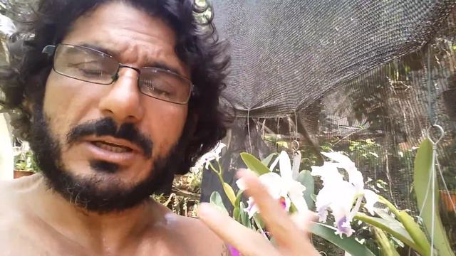 Cattleya labiata; orquídea смотреть онлайн