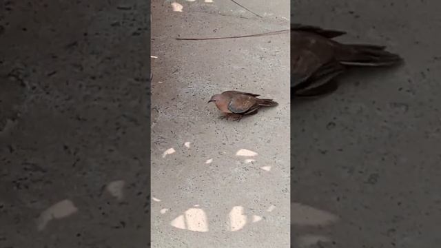 #shorts #short #fact | Pigeon Fight | смотреть онлайн
