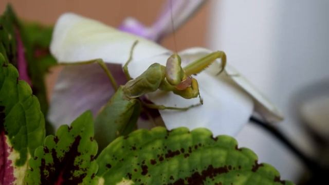 богомол ест мясо смотреть онлайн