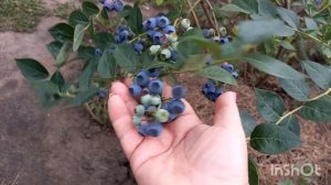 Голубика Река. Лучший опылитель