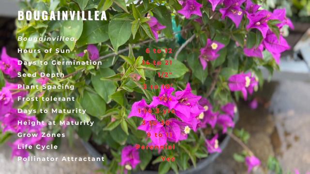 The Bougainvillea Guide For Everyone! (History, Growing, Nutrition, Companion Planting) смотреть онлайн