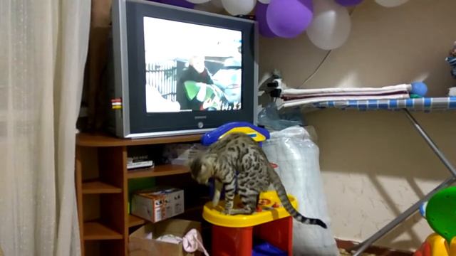 Кот смотрит телевизор. смотреть онлайн