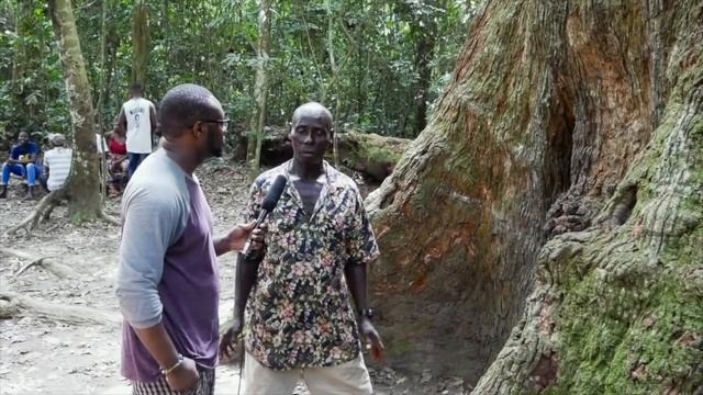 Wow!!! I can't Believe This is in Ghana.. Check this Tree Out!!!! Biggest Tree in West Africa смотреть онлайн