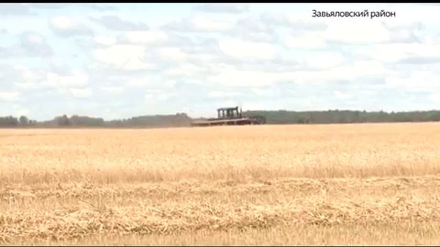 Алтайские аграрии активно модернизируют производство смотреть онлайн