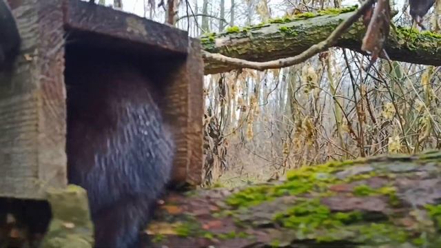 Охота на норку_Ящичная ловушка СУАС смотреть онлайн