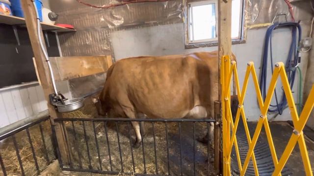 Какую корову выбрать Джерсей или Голштинку? Мой выбор и почему! Jersey Cow Vs. Holstein Cow