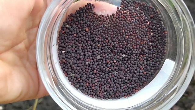 ВАККАРИЯ посевная - розовое облако цветов смотреть онлайн