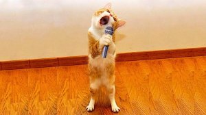 ПРИКОЛЫ С КОТАМИ! Самая смешная озвучка животных! ДО СЛЁЗ 2024