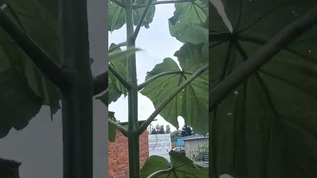 Павловния-рекордсменка. На 02.08.2022г её рост составляет 3,8 метра. смотреть онлайн