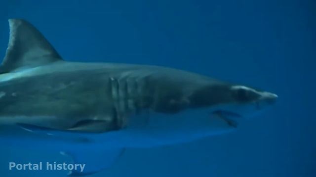 АКУЛА ИНТЕРЕСНЫЕ ФАКТЫ, ПОЧЕМУ АКУЛЫ НАХОДЯТСЯ ВСЕГДА В ДВИЖЕНИИ. смотреть онлайн