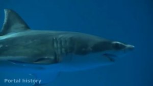 АКУЛА ИНТЕРЕСНЫЕ ФАКТЫ, ПОЧЕМУ АКУЛЫ НАХОДЯТСЯ  ВСЕГДА В ДВИЖЕНИИ.