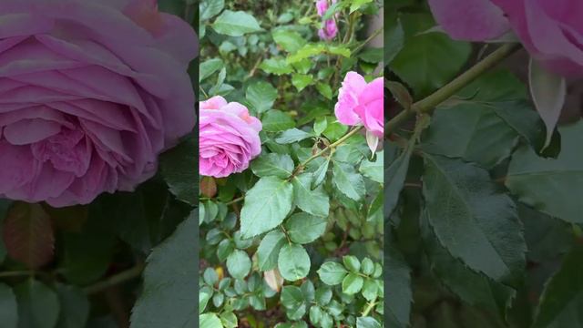 Memorial Day Beautiful Violet Pride Rose #rose #memorialday #flower смотреть онлайн